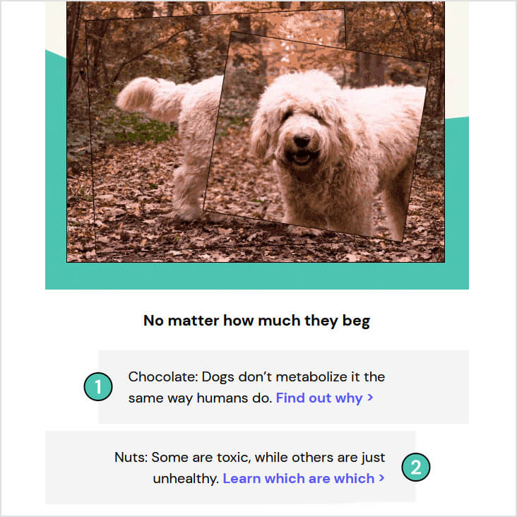 Fetch Pet Insurance